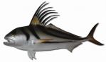 MTFC-RoosterFish55.jpg